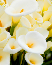 Без бренда «Белые каллы» в Магнитогорске