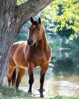 Без бренда «Лошадь у дерева» в Магнитогорске