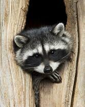 Без бренда «Енот в дупле» в Магнитогорске