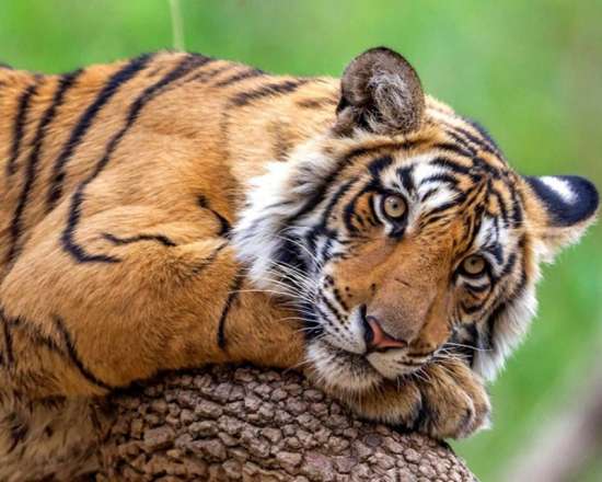 Картина по номерам 40x50 Молодой тигр отдыхает на дереве