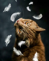 Без бренда «Кот среди перышек» в Магнитогорске