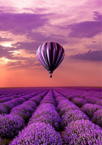 Лавандовый шар над лавандовым полем
