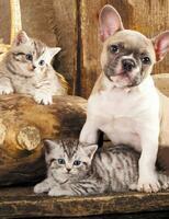 Без бренда «Милый щенок французского бульдога и два котёнка» в Магнитогорске в интернет-магазине  Без бренда «Милый щенок французского бульдога и два котёнка» в Магнитогорске