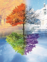 Одинокое дерево и четыре времени года