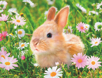 Маленький крольчонок среди ромашек