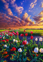 Без бренда «Поле тюльпанов под облачным небом» в Магнитогорске в интернет-магазине  Без бренда «Поле тюльпанов под облачным небом» в Магнитогорске